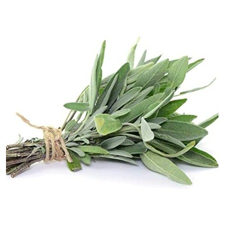 SALVIA MAZZI CASSETTA FRESCA